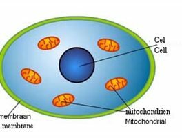 Mitochondriële myopathie 